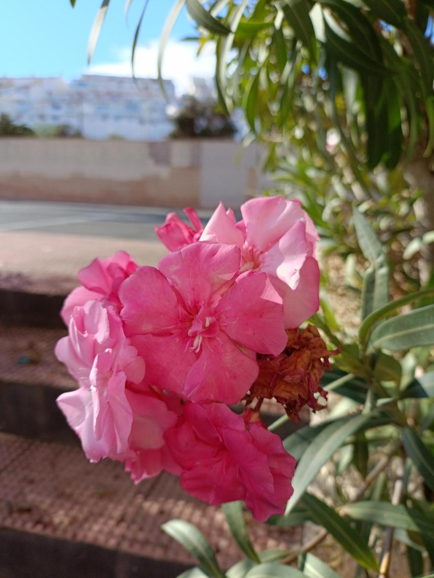 Apartamento Miramar Τορεβιέχα Εξωτερικό φωτογραφία