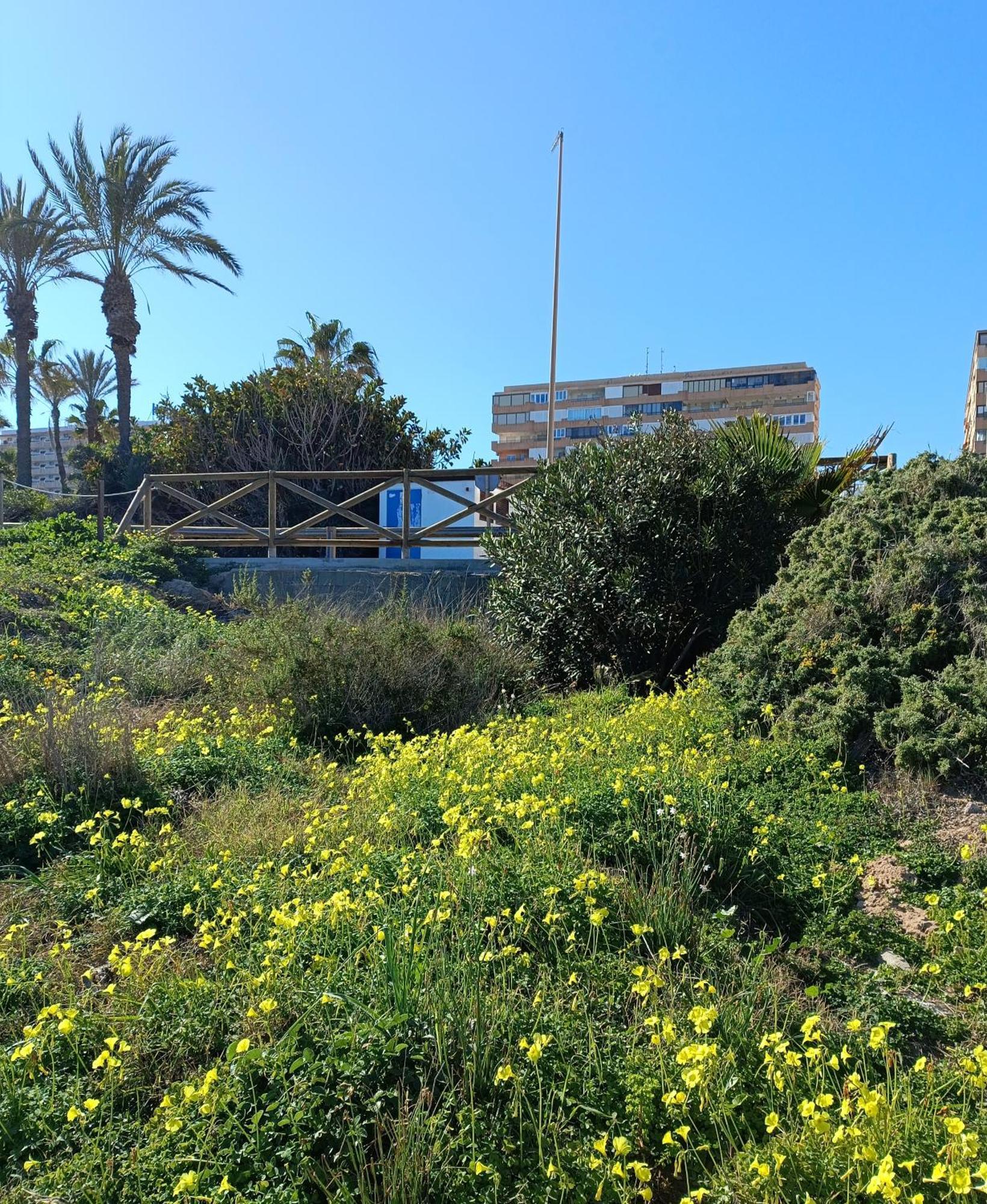 Apartamento Miramar Τορεβιέχα Εξωτερικό φωτογραφία