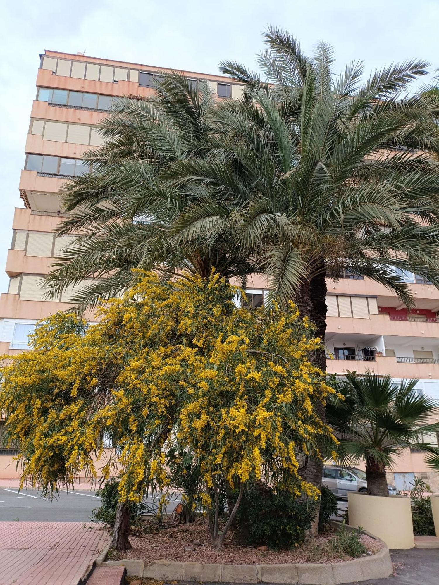 Apartamento Miramar Τορεβιέχα Εξωτερικό φωτογραφία